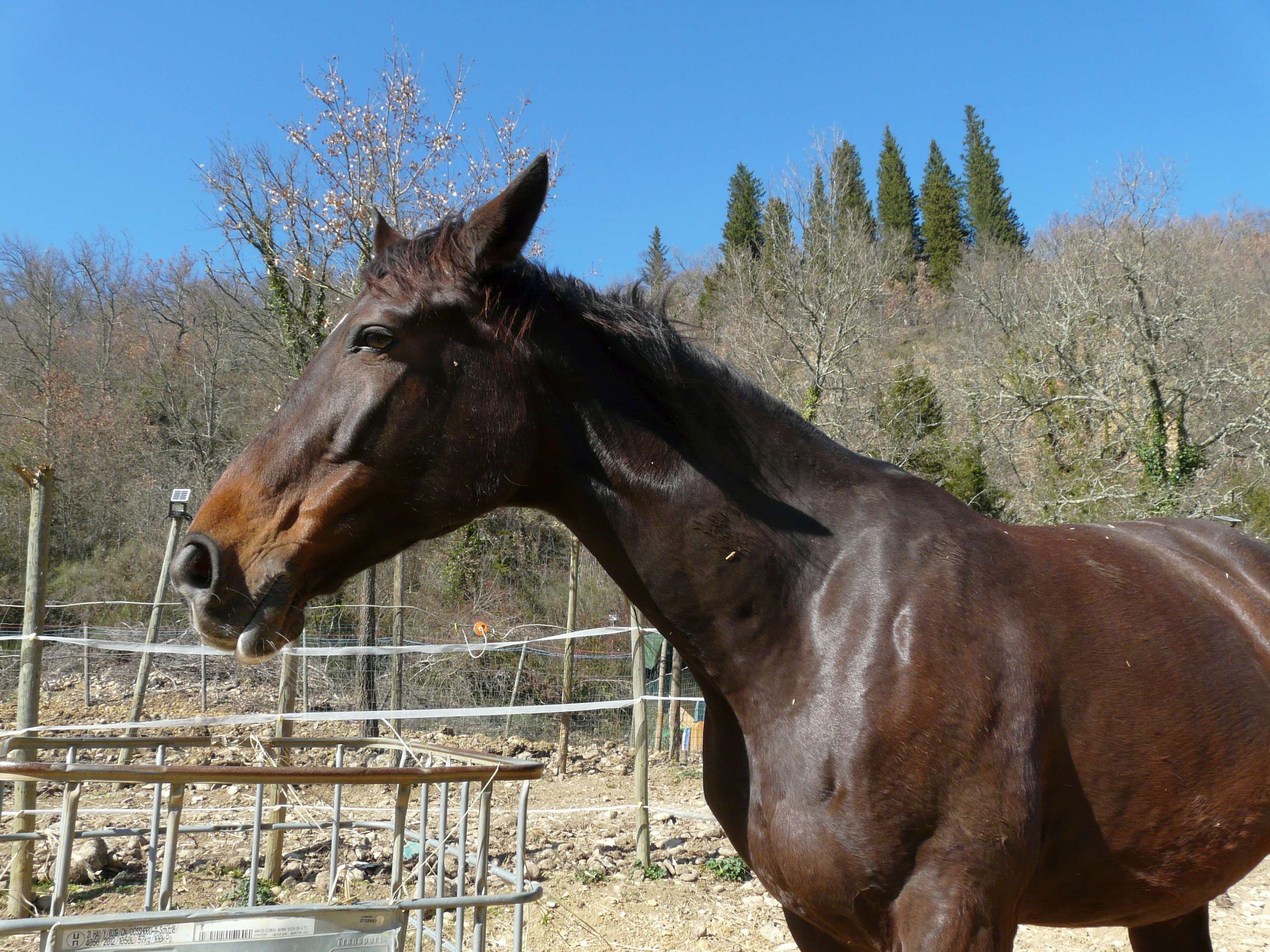 Butterfly Z, la mia prima cavalla da salto. Ha un carattere molto dolce.